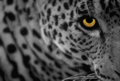 Apple, gi vendute 2 milioni di copie di Mac OS X Leopard 